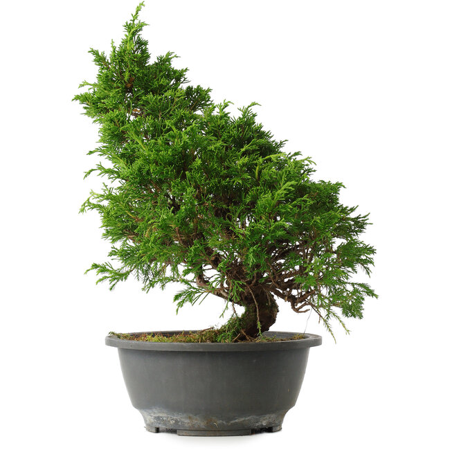 Juniperus chinensis Itoigawa, 30 cm, ± 15 jaar oud