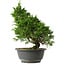 Juniperus chinensis Itoigawa, 30 cm, ± 15 anni