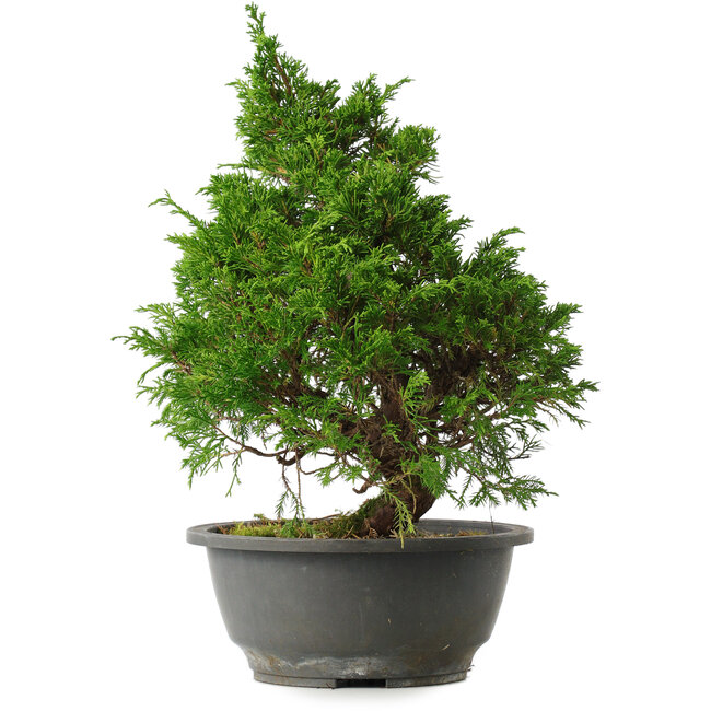 Juniperus chinensis Itoigawa, 30 cm, ± 15 years old