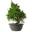 Juniperus chinensis Itoigawa, 30 cm, ± 15 anni