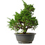 Juniperus chinensis Itoigawa, 30 cm, ± 15 jaar oud
