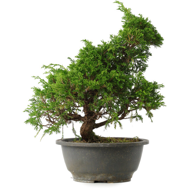 Juniperus chinensis Itoigawa, 30 cm, ± 15 jaar oud