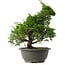 Juniperus chinensis Itoigawa, 30 cm, ± 15 anni