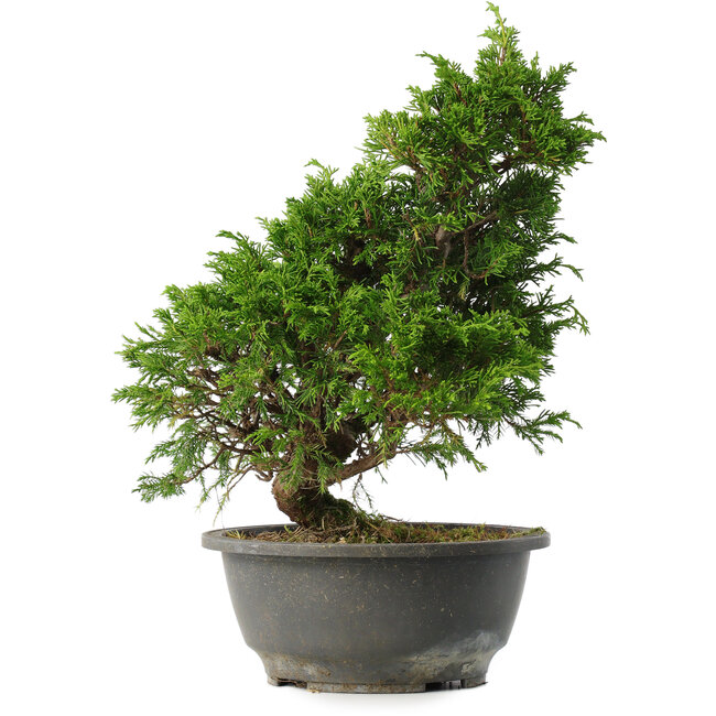 Juniperus chinensis Itoigawa, 30 cm, ± 15 Jahre alt