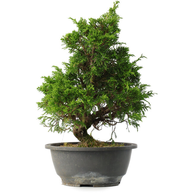 Juniperus chinensis Itoigawa, 30 cm, ± 15 Jahre alt
