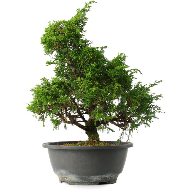 Juniperus chinensis Itoigawa, 30 cm, ± 15 años