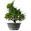 Juniperus chinensis Itoigawa, 30 cm, ± 15 anni