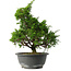 Juniperus chinensis Itoigawa, 30 cm, ± 15 jaar oud
