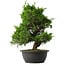 Juniperus chinensis Itoigawa, 36,5 cm, ± 15 anni