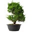 Juniperus chinensis Itoigawa, 36,5 cm, ± 15 anni