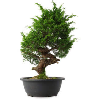 Juniperus chinensis Itoigawa, 38 cm, ± 15 anni