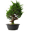 Juniperus chinensis Itoigawa, 38 cm, ± 15 anni