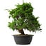 Juniperus chinensis Itoigawa, 36,5 cm, ± 15 anni