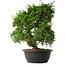 Juniperus chinensis Itoigawa, 36,5 cm, ± 15 anni