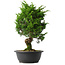 Juniperus chinensis Itoigawa, 38 cm, ± 15 anni