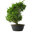 Juniperus chinensis Itoigawa, 36,5 cm, ± 15 anni