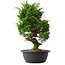 Juniperus chinensis Itoigawa, 38 cm, ± 15 anni