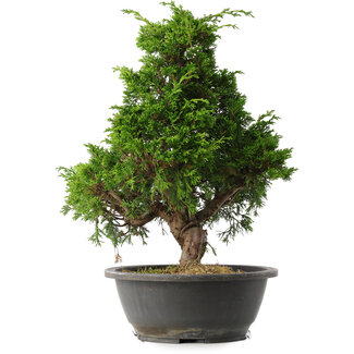 Juniperus chinensis Itoigawa, 35 cm, ± 15 anni