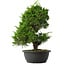 Juniperus chinensis Itoigawa, 36,5 cm, ± 15 anni