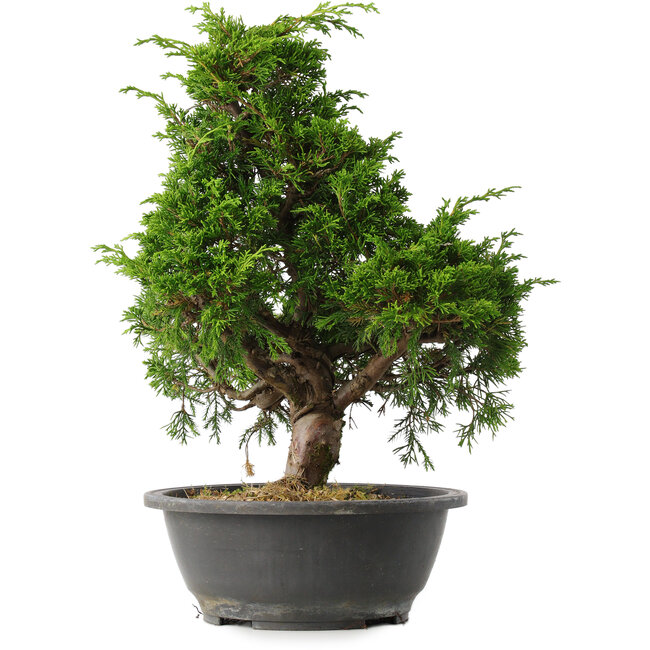 Juniperus chinensis Itoigawa, 35 cm, ± 15 anni