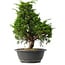 Juniperus chinensis Itoigawa, 35 cm, ± 15 anni