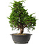 Juniperus chinensis Itoigawa, 35 cm, ± 15 jaar oud