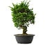 Juniperus chinensis Itoigawa, 38 cm, ± 15 anni