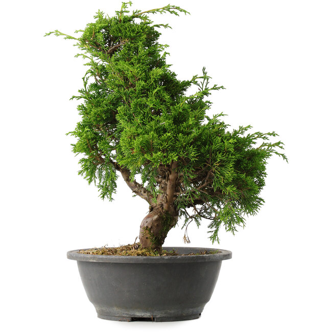 Juniperus chinensis Itoigawa, 35 cm, ± 15 años