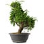 Juniperus chinensis Itoigawa, 35 cm, ± 15 anni