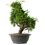 Juniperus chinensis Itoigawa, 35 cm, ± 15 jaar oud