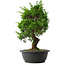 Juniperus chinensis Itoigawa, 38 cm, ± 15 anni