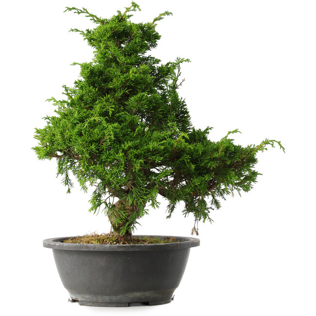 Juniperus chinensis Itoigawa, 35 cm, ± 15 años