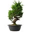 Juniperus chinensis Itoigawa, 38 cm, ± 15 anni