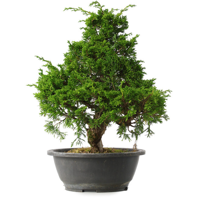 Juniperus chinensis Itoigawa, 35 cm, ± 15 años