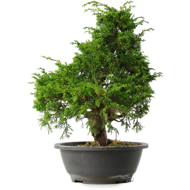 Juniperus chinensis Itoigawa, 35 cm, ± 15 jaar oud