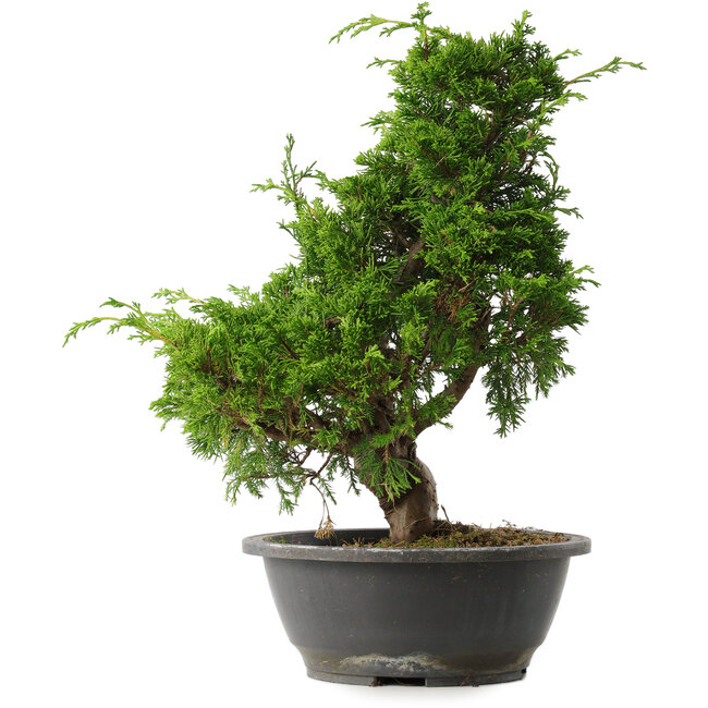 Juniperus chinensis Itoigawa, 35 cm, ± 15 anni