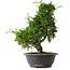 Juniperus chinensis Itoigawa, 35 cm, ± 15 jaar oud