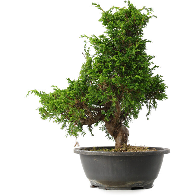 Juniperus chinensis Itoigawa, 35 cm, ± 15 ans