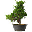 Juniperus chinensis Itoigawa, 35 cm, ± 15 jaar oud