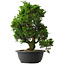 Juniperus chinensis Itoigawa, 37,5 cm, ± 15 anni