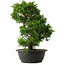 Juniperus chinensis Itoigawa, 37,5 cm, ± 15 anni