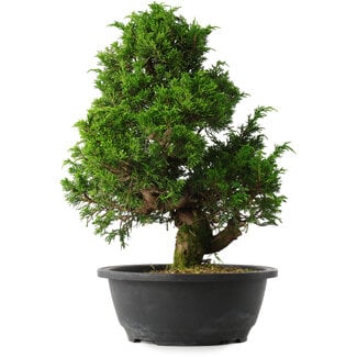 Juniperus chinensis Itoigawa, 35 cm, ± 15 anni