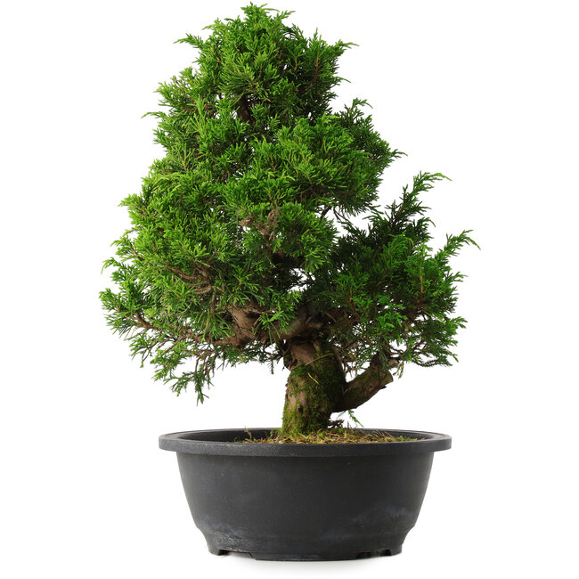 Juniperus chinensis Itoigawa, 35 cm, ± 15 jaar oud