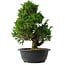 Juniperus chinensis Itoigawa, 35 cm, ± 15 anni