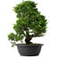 Juniperus chinensis Itoigawa, 37,5 cm, ± 15 anni