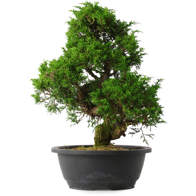 Juniperus chinensis Itoigawa, 35 cm, ± 15 anni