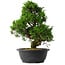 Juniperus chinensis Itoigawa, 35 cm, ± 15 anni