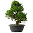 Juniperus chinensis Itoigawa, 35 cm, ± 15 jaar oud