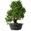 Juniperus chinensis Itoigawa, 37,5 cm, ± 15 anni