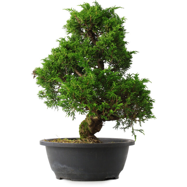 Juniperus chinensis Itoigawa, 35 cm, ± 15 ans